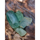 FLUORITE VERDE GREZZA