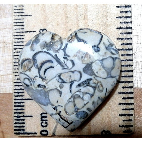 CABOCHON A CUORE CORALLO FOSSILE